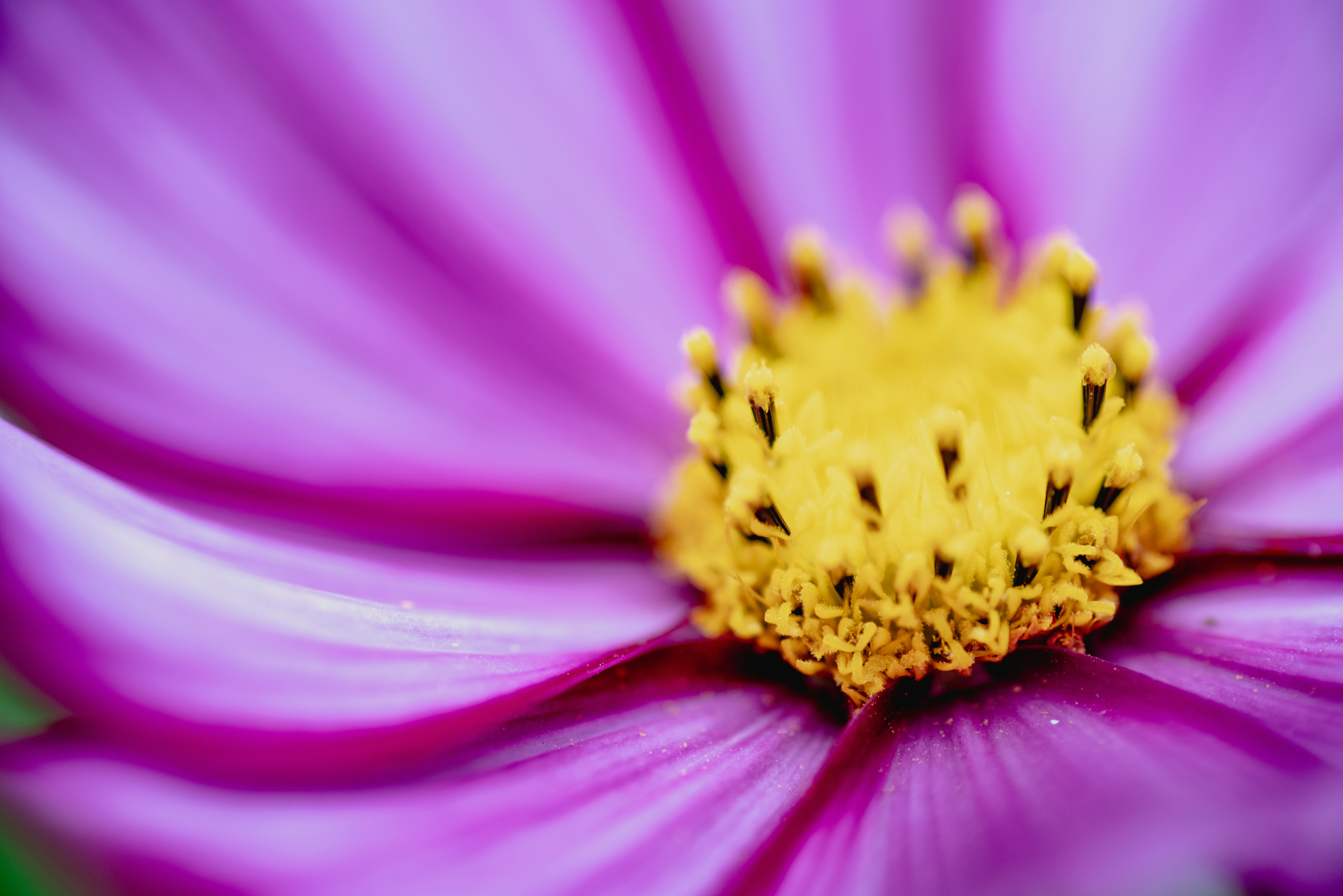 yellow and purple flower in bloom